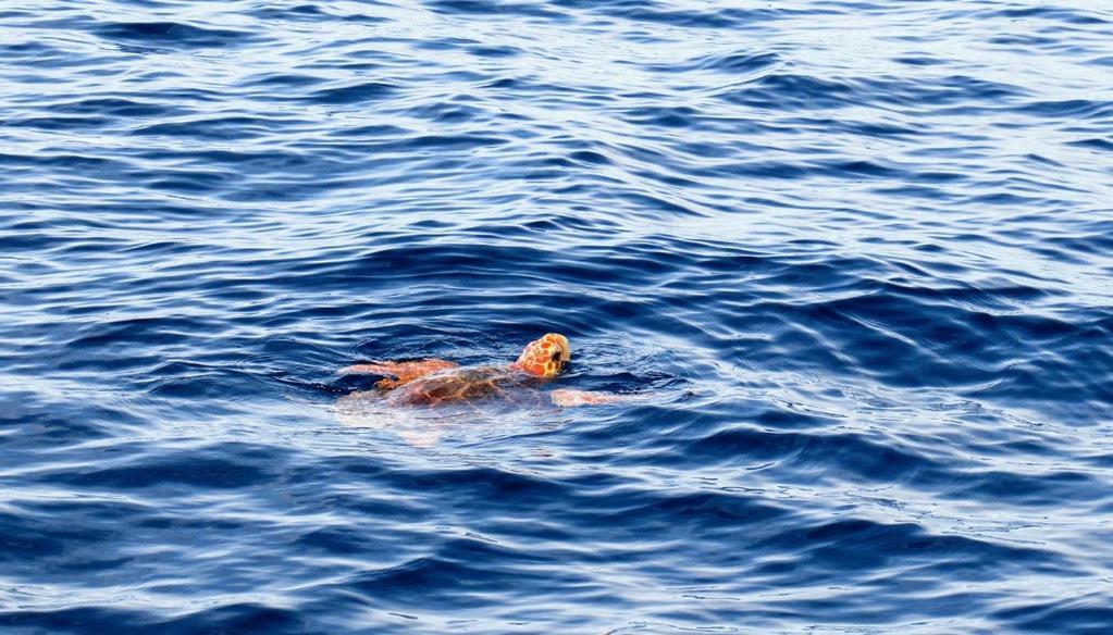 Apartamento Cerca De La Playa Lägenhet Acantilado de los Gigantes Exteriör bild